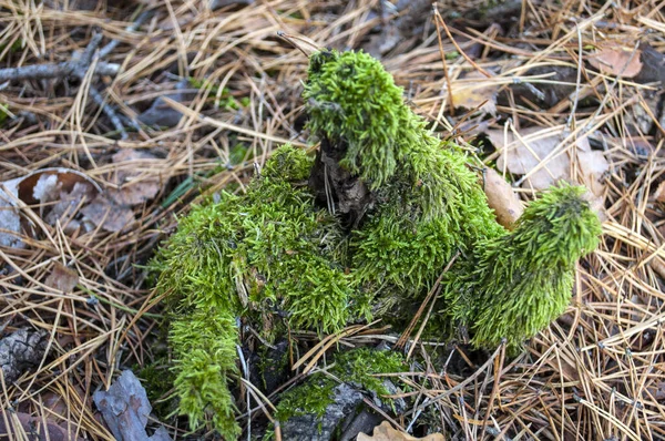 Die Hand des Mooses auf der Nadel der Kiefer — Stockfoto