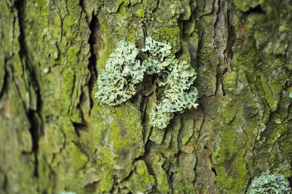 Gri yosunlu çam yeşili ağaç kabuğu — Stok fotoğraf