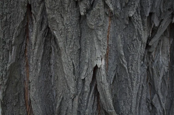 Textura acacia oscura corteza vieja — Foto de Stock