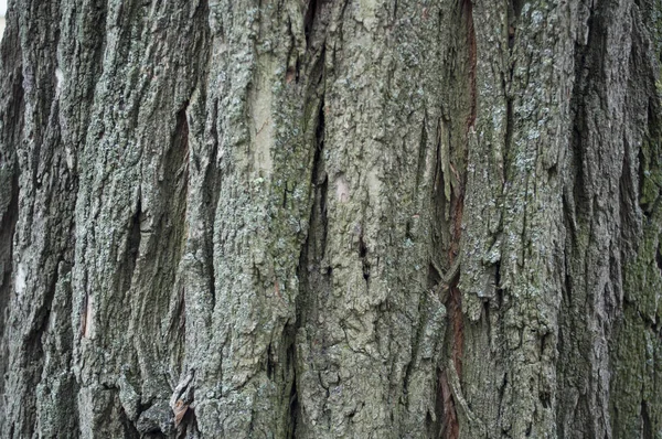 Doku gri akasya eski ağaç kabuğu — Stok fotoğraf