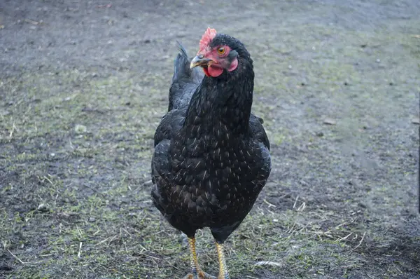 Svart kyckling på landsbygden bakgård i slutet av hösten — Stockfoto