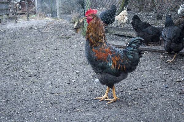 Negro y rojo polla en un rural patio — Foto de Stock