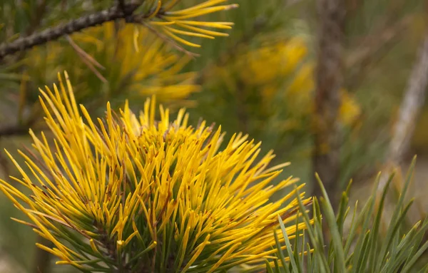 Çam ağacında sarı ve yeşil dikenli dallar