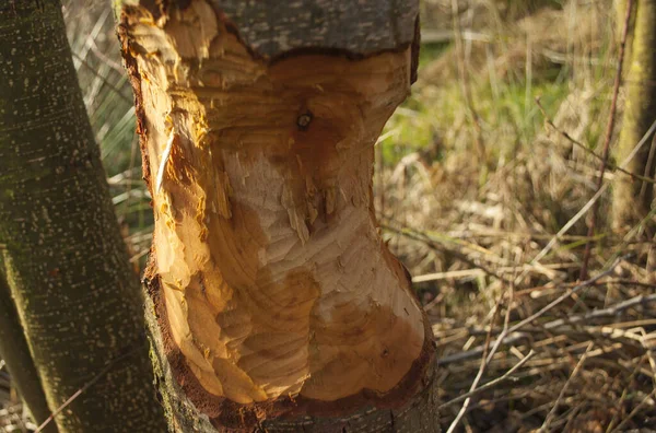 Nahaufnahme Einer Großen Baumstammrinde Die Von Bibern Angeknabbert Wird Holzhackschnitzel — Stockfoto