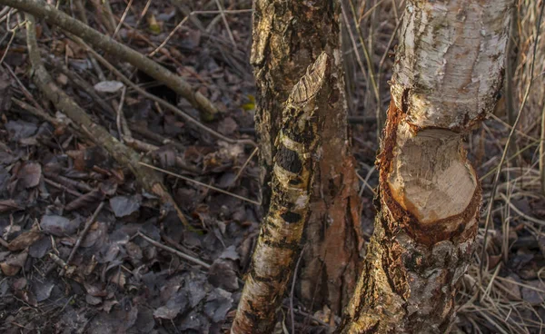 Close Tiro Latido Tronco Grande Árvore Mastigado Roído Por Castores — Fotografia de Stock