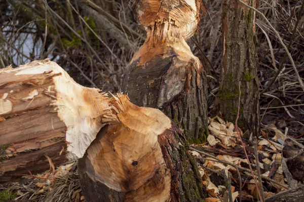 Fechar Imagem Tronco Árvore Caído Após Picadas Castor — Fotografia de Stock