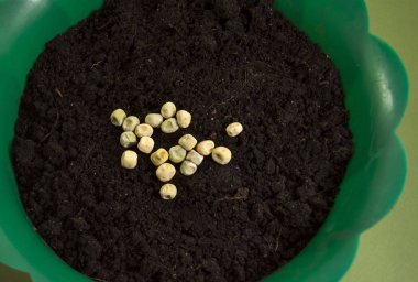 Toprağa ekmeden önce bezelye tohumu, yeşil bir tencerede, yakın plan.