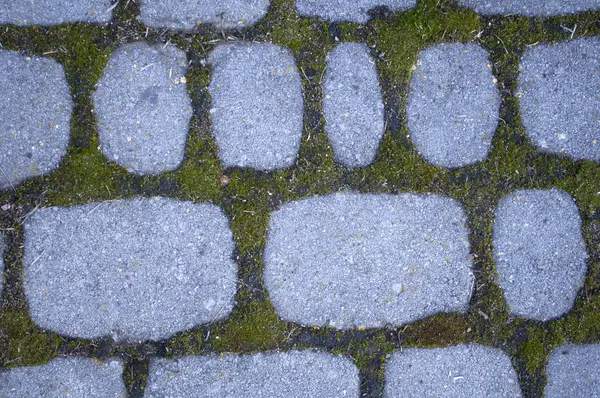 Pavimentazione Grigia Con Muschio Verde Fra Esso Sfondo Colpo Ravvicinato — Foto Stock