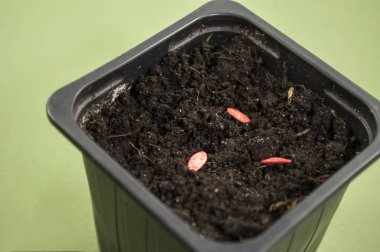 Tek kullanımlık konteynıra işlenmiş salatalık tohumu ekiyorum.