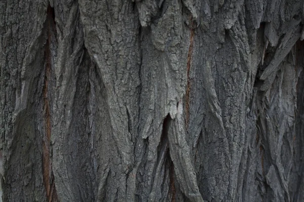 古いアカシアの皮質のテクスチャ グレー 粗いと深い溝と 前で横に クローズアップ撮影 — ストック写真