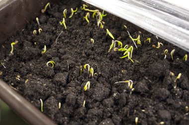 Filmin altında plastik bir kabın içinde biber tohumları yetiştirmeye başlıyorlar. Yaklaş. Büyümesinin ilk günlerinde sadece pamuklu kumaşlar görülebilir.