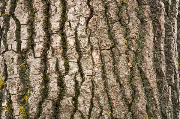 Starý Šedý Topol Popraskal Kůru Dřeva Kmen Stromu Makro Dřevo — Stock fotografie