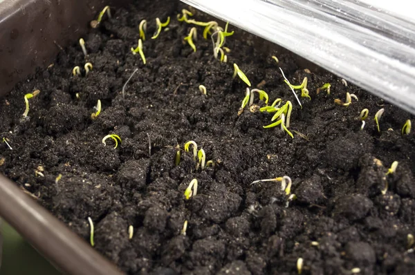 Filmin altında plastik bir kabın içinde biber tohumları yetiştirmeye başlıyorlar. Yaklaş. Büyümesinin ilk günlerinde sadece pamuklu kumaşlar görülebilir.
