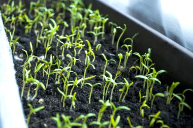 Plastik bir kabın içinde biber tohumları yetiştirmeye başlıyorlar. Yaklaş. Büyümesinin ilk haftasında sadece pamuklar görülebilir.