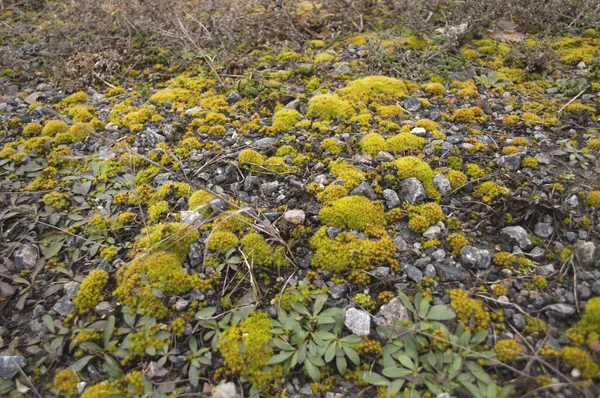 Hierbas Musgos Amarillo Verdes Sobre Suelo Rocoso Fondo Vegetal Diseño —  Fotos de Stock