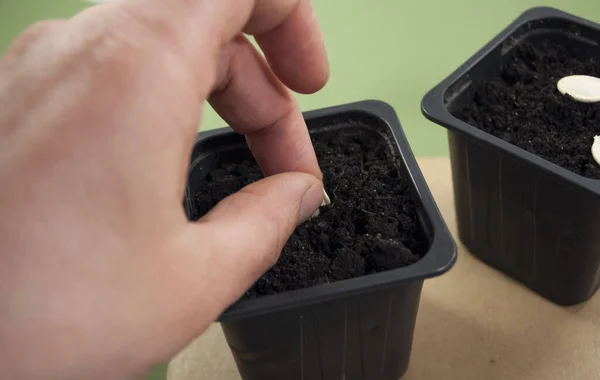  Siyah bir tencereye balkabağı tohumu eken birinin elini görebiliyorum.