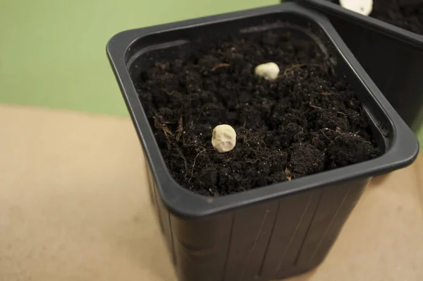 Toprak ve bezelye tohumlu iki plastik kap görünür.