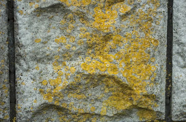 Mur Béton Gris Inégal Dalle Avec Mousse Jaune Lichen Contexte — Photo