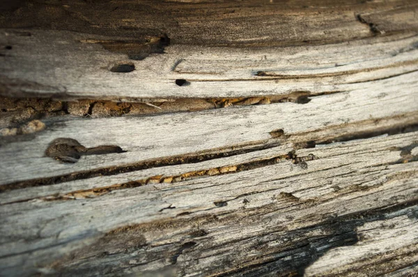 Světlá Dřevěná Textura Prasklinami Otvory Brouků Vady Dřeva Poškození Dřeva — Stock fotografie
