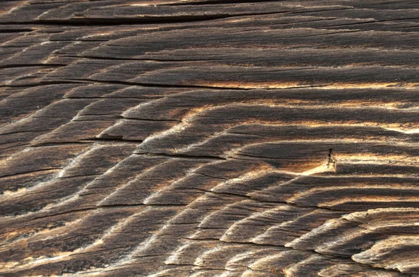 Kahverengi duvar, güzel parlak doku deseni, çatallı çam ağacı. Arkaplan