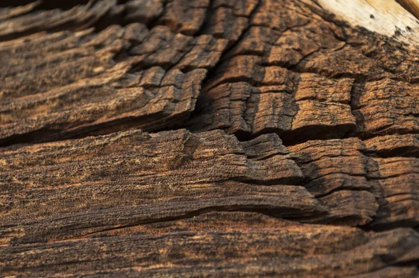 Kahverengi duvar, güzel parlak doku deseni, çatallı çam ağacı. Arkaplan