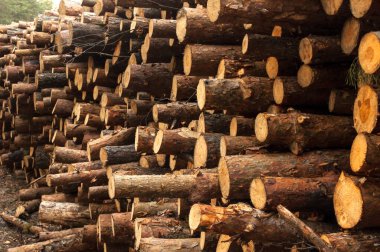 Ağaç kesme, ahşap depolama, kozalaklı orman düşüşü üzerine istiflenmiş kütükler.