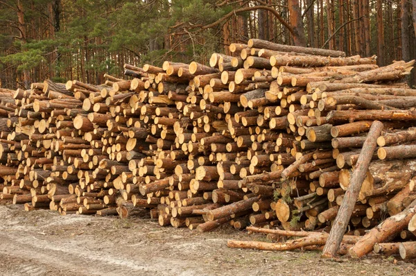 Holzstapel Auf Dem Holzeinschlag Holzlagerplatz Fällung Von Nadelwald — Stockfoto
