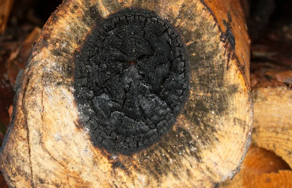 Corte Log Pinheiro Forma Irregular Com Textura Anel Centro Preto — Fotografia de Stock