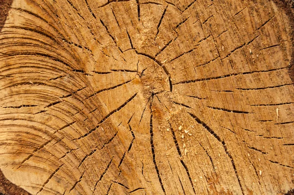 Bir huş ağacının kesik şekli düzensiz doku, halka ve çatlaklar. Brown, ön fotoğraf.