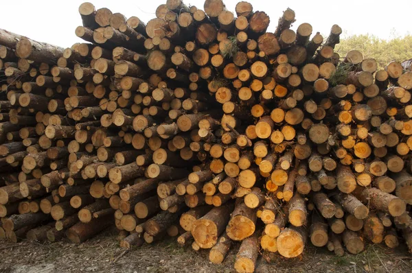 Holzstapel Auf Dem Holzeinschlag Holzlagerplatz Fällung Von Nadelwald — Stockfoto