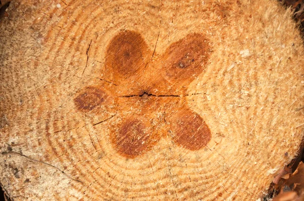 Doku Halka Çatlaklara Düğümlere Sahip Düzensiz Bir Çam Ağacı Kesiği — Stok fotoğraf