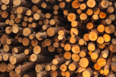 Bileşik doğranmamış odun, ahşap depolama yeri, kereste şirketi, taze kesilmiş ahşap.,