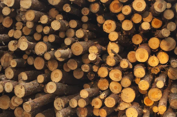 Zusammengesetztes Nicht Gehäckseltes Brennholz Holzlagerplatz Holzfällerei Frisch Geschnittenes Holz — Stockfoto