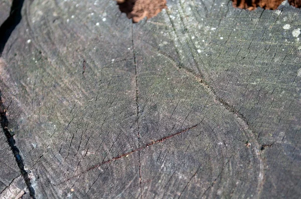 Büyük Eski Çürük Gri Yakacak Odun Kütük Borsa Fotoğraf Güneşli — Stok fotoğraf