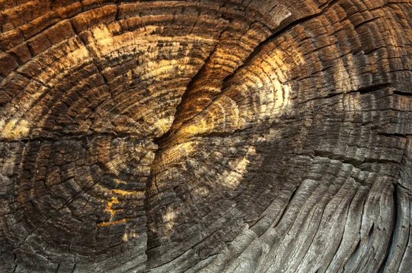 Koyu kahverengi eski ahşap bir duvarın parçaları. Parlak sarı bir düğüm ve yakın plan reçine.
