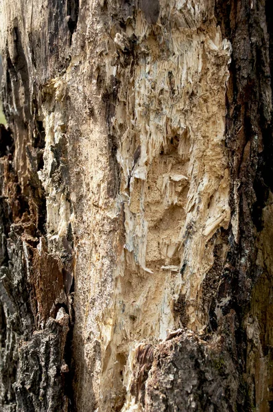 老旧的烂木料 老生常谈的枯树 被风吹日晒的树被毁背景或质地 木材腐朽 原始天然质感材料 — 图库照片