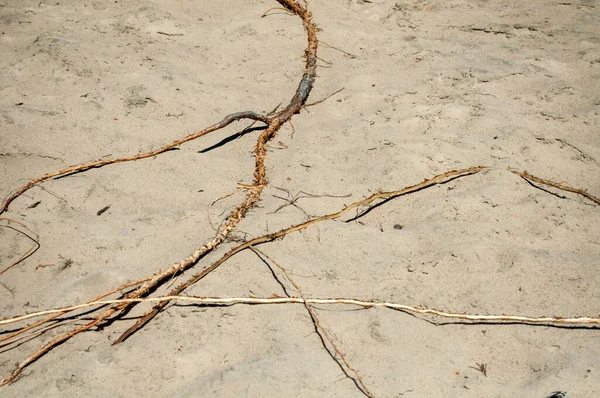 Sable Sale Fond Sablonneux Gros Plan Par Une Journée Ensoleillée — Photo