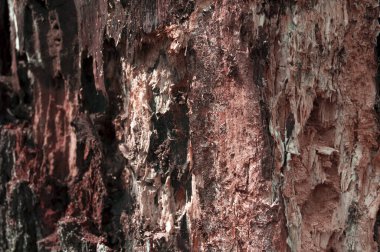 Çürük odun toplayıcısı. Eski püskü bir ağaç. Yıpranmış ağaç tahribatı. Geçmişi ya da dokusu. Ahşabın çürümesi - orijinal doğal doku kızartıcı.