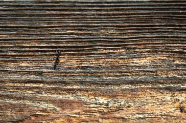 Orman karıncalı kahverengi duvar, güzel parlak doku desenli, çatallı çam ağacı. Arkaplan