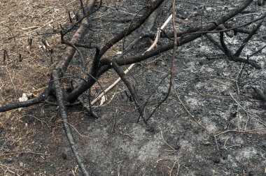 Yanmış dallar, orman yangınından sonraki bir ağaç. Orman yangınının sonucu. İnsanların doğayla olan dikkatsiz temaslarının sonucu..