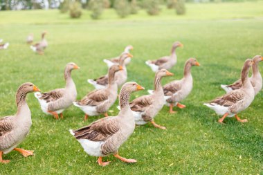 Ördekler bahçede yürüyor.