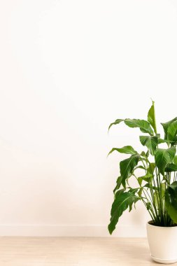 Beyaz arka planda saksı bitkisi var. Işıl ışıl bir yerde, beyaz bir tencereye yerleştirilmiş. Beyaz bir tencerede Spatthiphyllum.