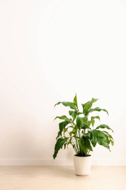 Beyaz arka planda saksı bitkisi var. Işıl ışıl bir yerde, beyaz bir tencereye yerleştirilmiş. Beyaz bir tencerede Spatthiphyllum.
