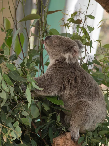 Niedlich lustige Koala, Australien — Stockfoto