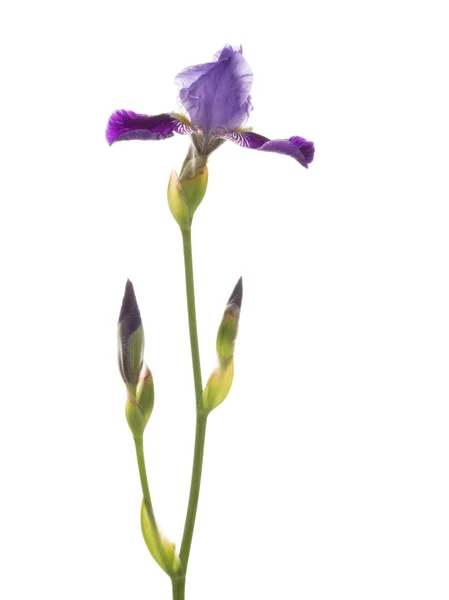 Hermosas flores delicadas de iris púrpura —  Fotos de Stock