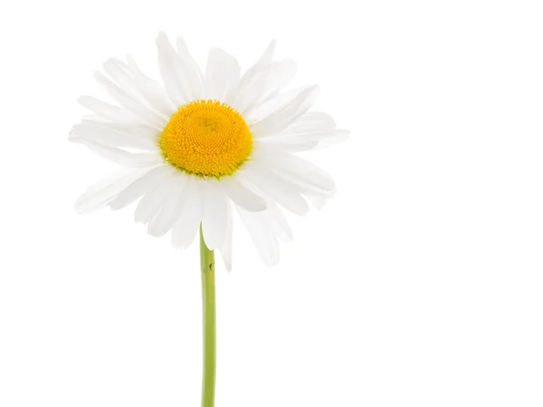 Beautiful daisy on a white background — Stock Photo, Image