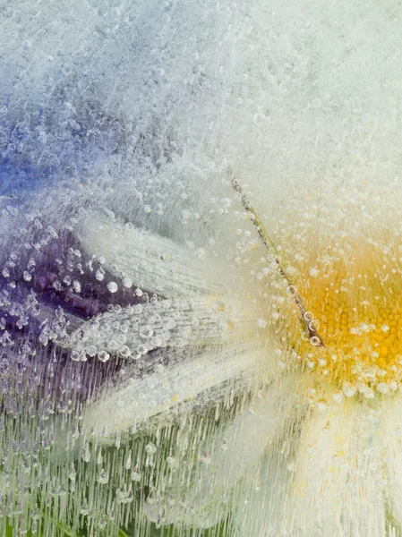 Abstraction organique avec fleur de camomille — Photo
