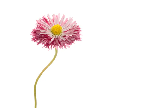 Two-color daisy on a white background — Stock Photo, Image