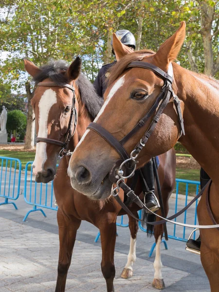 Two beautiful bay horse — Stock Photo, Image