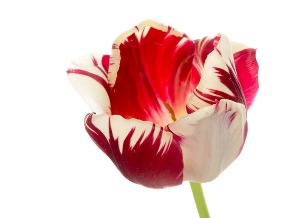 Bright red-and-white flower tulip — Stock Photo, Image